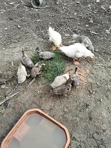 qurbağa şəkilləri: Satılır: ördək balaları (bir yaşa qədər cücələr) - Şəkillərdə — 2