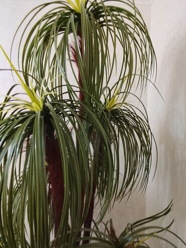 tikanlı güllər: Dekorativ qapalı bitki – süni palma/yucca tərzində kompozisiya. - — 4