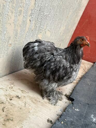 Toyuq, Damazlıq — 2