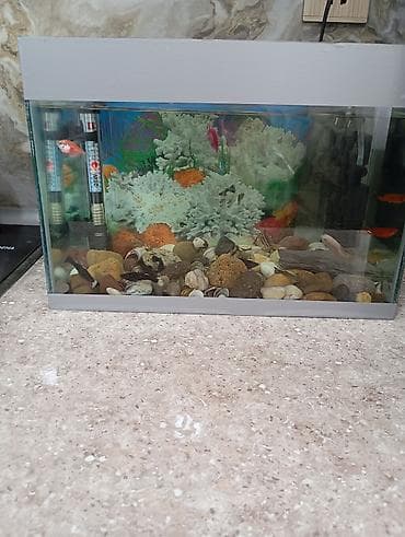 sirin dovsan sekilleri: Akvaryum komplekti - Şüşə akvaryum, 17 eder balıqla birlikdə su — 1