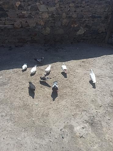 derzi quşu: Kom 5manatdan tek tek fərqlidi qiymeti — 1