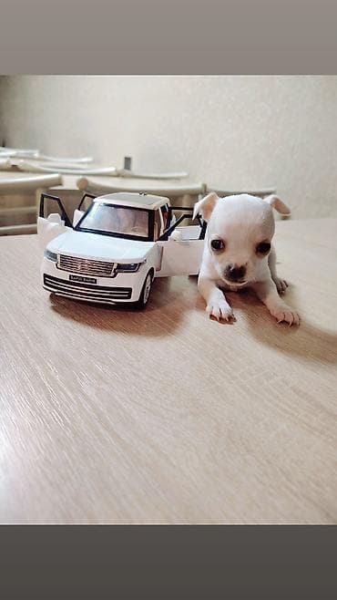 mini itlər: Çixuahua — 3