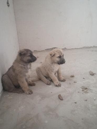 balakən heyvan satisi: 2 ay — 5