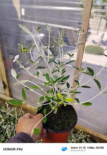 qab gulleri: Rozmarin (Rosmarinus officinalis) fidanları – qablarda yetişdirilmiş — 10