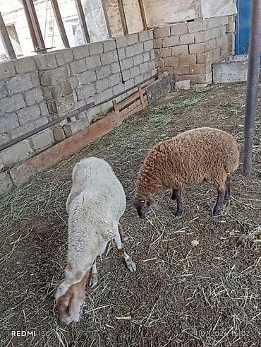 pekines bala: Orta yas heyvandi disleri hamisi agzindadi qoc icinde olub yaninda — 3