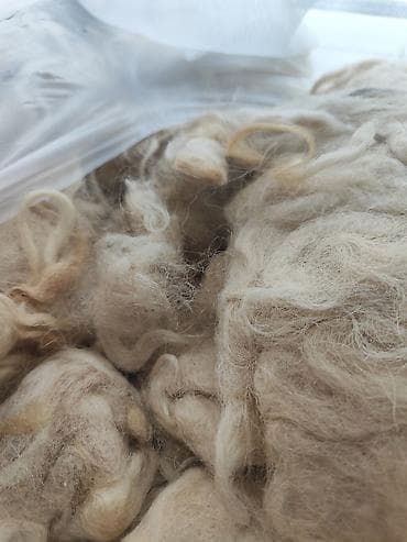 Yun: 5 kilo yun satilir Kilosu 5 manatdan. Təbii qırxım qoyun yunu – açıq — 1