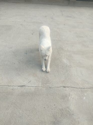 it ucun zəncir: Samoyed — 3
