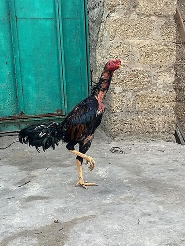 Aseel tipli xoruz - Cins: Aseel (uzun boylu, güclü skeletli, sərt