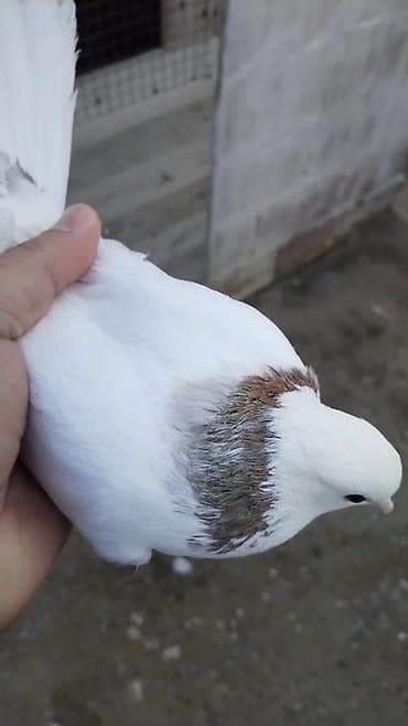 qarderob yuvası giriş zalı: Ebreş boyun maya 16 tukdu Dızden cılpağdı Barter yoxdu! Unvan Fatmayı — 1