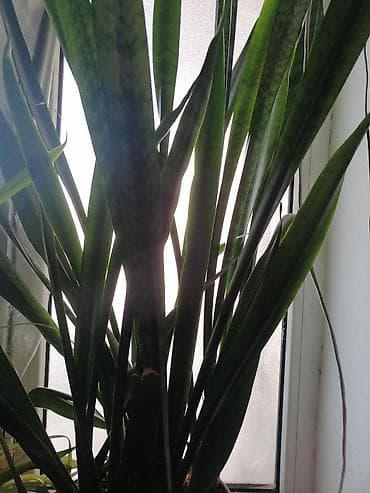 Bitki torpaqları: Qilinc Gulu — 2