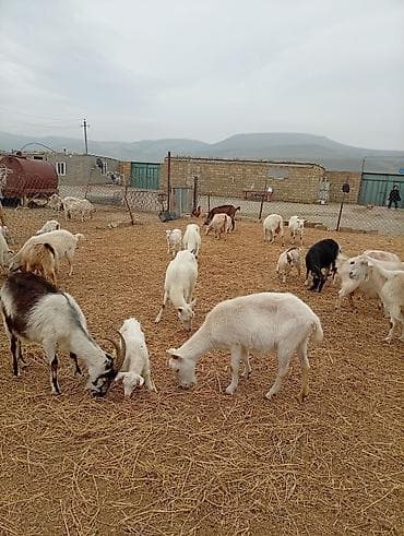 toyuq mehsullari topdan satis: Südçülük üçün keçilər sürüsü SANEN ALPİN MACAR CİNSLERİ ANA KEÇİLER — 4