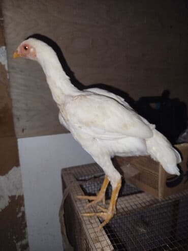 Gozel cins heyrati yumurtasi — 2