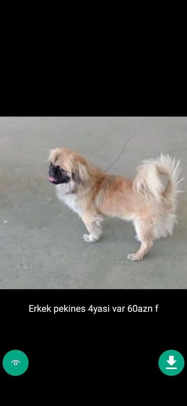 samoyed qiyməti: 3 ay, Dişi, Peyvəndli — 13