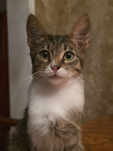 pişik yarım tip: Yaxşı əllərə — 2