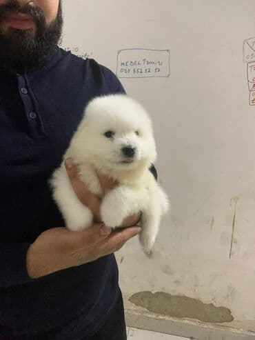it pulsuz: Samoyed, 2 ay, Erkek, Pulsuz çatdırılma — 3