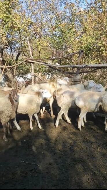 померанский шпиц цена баку: Qoyunlar kom satılır 70 başdı hamısı yelini qoyunları cavan — 3