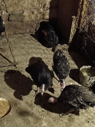 İtlər: Dişi, Damazlıq — 3