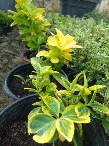 helba bitkisi faydaları: Həmişə yaşıl — 8