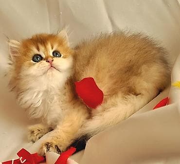 Pişiklər: Qızıl şinşilla — 6