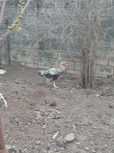 etlik inek cinsleri: Cins xoruz – uzunboylu, çevik və aktiv. Rəngi açıq krem–boz tonlarda — 3