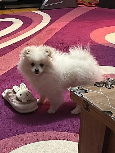 it yemi: Şpitz — 4