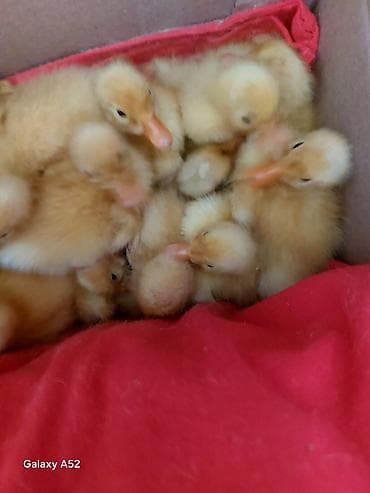 tüklü itler: Musk ördəyi balaları (ləpələr) - Cins: Musk/Muscovy ördək - — 2