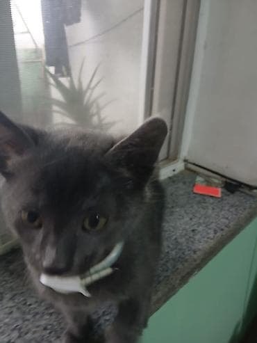 Şotland, Dişi, Yaxşı əllərə, Ünvandan götürmə