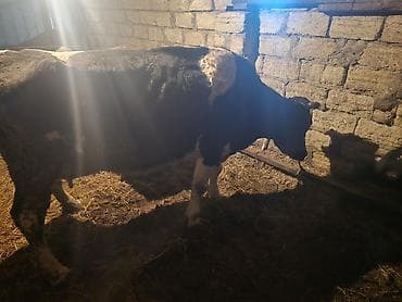 Digər heyvanlar: Süd yönümlü inək - Cins: qara‑ala (holşteyn tipli) - Məqsəd: südçülük — 2