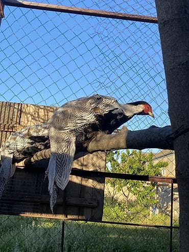 xacmaz heyvan bazari: Gümüş Fazan (Silver Pheasant) – dekorativ və nadir quş - Növ: Gümüş — 6