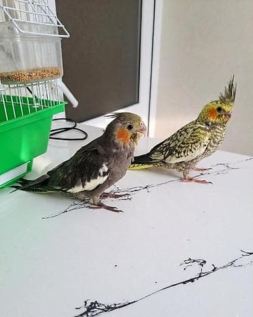 ucuz quslar: Boz 38 gunluk
Sari 35 gunluk
Ele oyresibler — 1