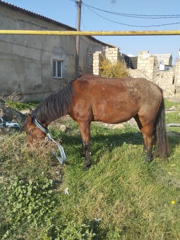 sudluk inekler satışı: Yük və kənd təsərrüfatı işləri üçün at - Rəng: qəhvəyi - Boy: orta - — 3