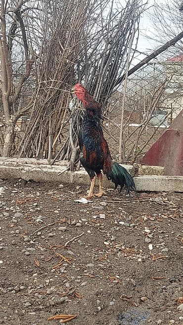 pisik ucuz: Xoruz, Heyratı, il: 1 — 1