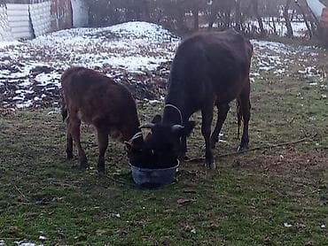 Inək buzağı ilə birlikdə - Qara rəngli inək və yanında buzağı -