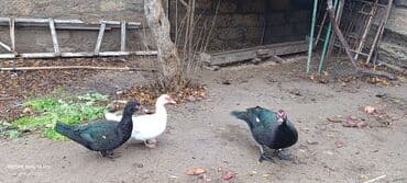 ördəy qaz: Məhsul: Muskoviy ördəklər (indi yetişdirilən yerli təsərrüfat quşları) — 2