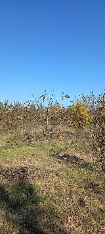 Turşular: Xurma bağı – məhsuldar tinglər və meyvə - Məhsul: Xurma (Diospyros — 3