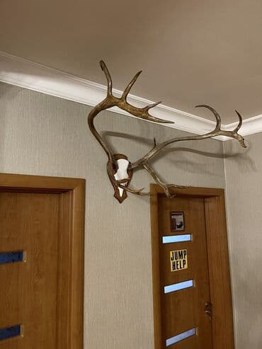 monqolustan quzu əti: Maral buynuzu, оленьи рога — 2