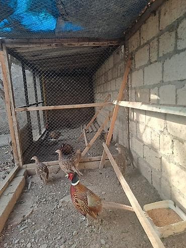 erkəy dana: Məhsul: Fazanlar (erkək və dişi) Təsvir: - Şəkildə göstərilən — 1