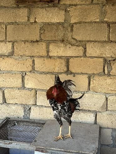 quşlar: Məhsul: Qarışıq heyratı xoruzlar
Real alıcıya endirim olacaq — 2