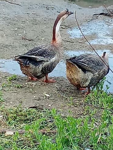 qaz şəkli: Məhsul: Qaz cütlüyü (Sibiryak/Çin qozboyun tipli) Təsvir: - — 3