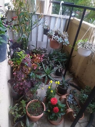 Otaq bitkiləri: Balkon üçün müxtəlif növ saksı bitkiləri və şirəli/sukkulent — 4