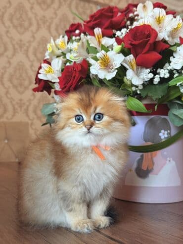 ingilis setter it cinsinin digər adı: Qızıl şinşilla, Dişi — 2