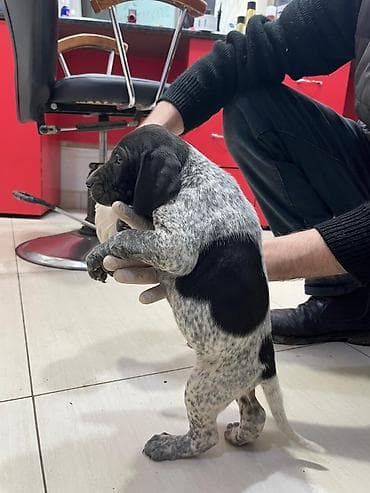 it qefesi: Peyvəndli — 5