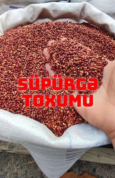 Süpürgə toxumu yüksək keyfiyyətli, əla məhsuldarlıq, təmizlənmiş