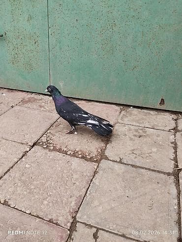 Köhnə cinslərdəndi Qara əbrəş qizğin erkekdir 17 tük.Hündür