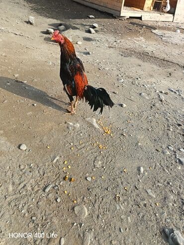 Xoruz, Heyratı, il: 2, Rayonlara çatdırılma lalafo.az -da Xoruz, Heyratı, il: 2, Rayonlara çatdırılma