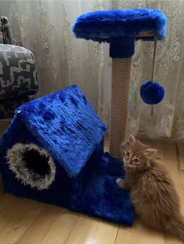 pişik qutusu: Yeni kimidir 90 manata almiwdim, tek taxtalar baha olur mende her — 2