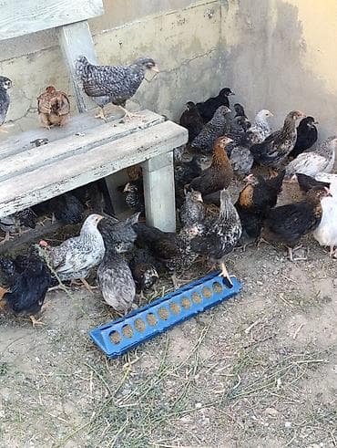 cuce toyuq: 42 günlük cücələrdir. Təbii buğda,qarğıdalı, soya ilə yemlənmişdir. 2 — 2