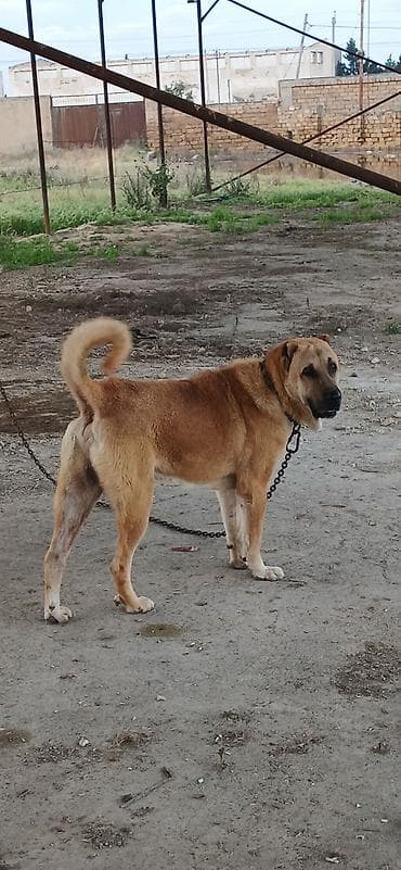 koker spaniel satilir: Qurdbasar, 2 il, Erkek, Peyvəndli, Rayonlara çatdırılma — 1