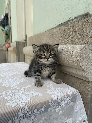 anqora pisik: Dişi, Yaxşı əllərə — 7