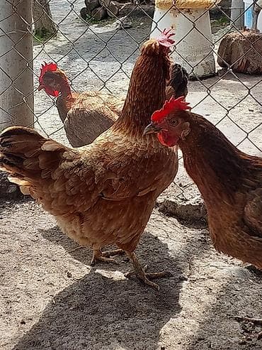 toyuq cüce: Toyuq, Yumurtalıq, Ünvandan götürmə, Ödənişli çatdırılma — 4